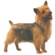 Terriers hunde bilder