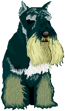 Terriers hunde bilder