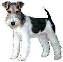 Terriers hunde bilder