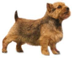 Terriers hunde bilder