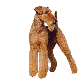 Terriers hunde bilder
