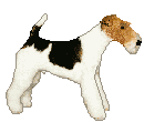 Terriers hunde bilder