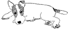 Terriers hunde bilder