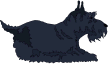 Terriers hunde bilder
