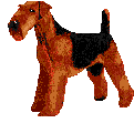 Terriers hunde bilder