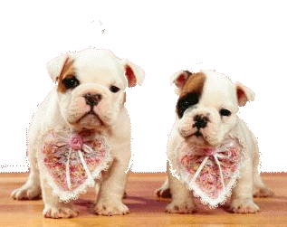 Welpe hunde bilder