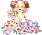 Welpe hunde bilder