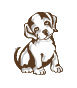 Welpe hunde bilder