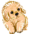 Welpe hunde bilder