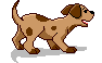 Welpe hunde bilder