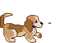 Welpe hunde bilder