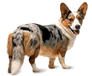 Welsh corgi hunde bilder