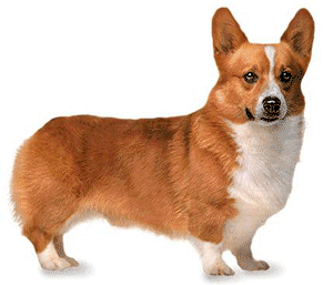 Welsh corgi