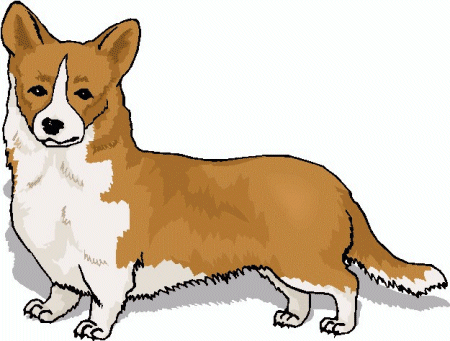 Welsh corgi hunde bilder