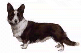 Welsh corgi hunde bilder