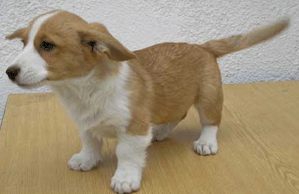 Welsh corgi hunde bilder