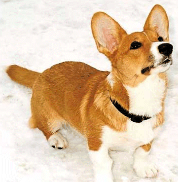 Welsh corgi