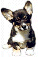 Welsh corgi hunde bilder