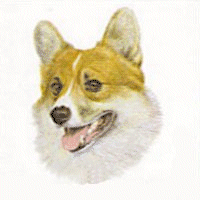 Welsh corgi hunde bilder