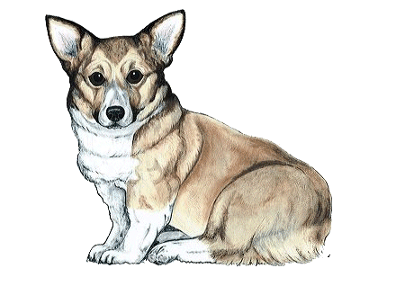 Welsh corgi hunde bilder