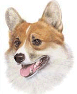 Welsh corgi hunde bilder