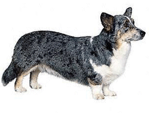 Welsh corgi hunde bilder