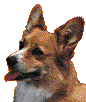 Welsh corgi hunde bilder