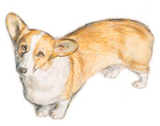 Welsh corgi hunde bilder