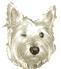 Westie hunde bilder