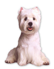 Westie hunde bilder