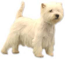 Westie hunde bilder