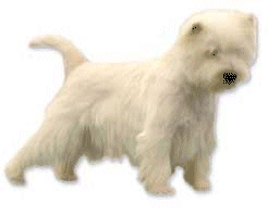 Westie hunde bilder