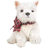 Westie hunde bilder