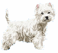 Westie