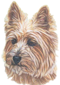 Westie hunde bilder
