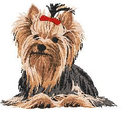 Yorkshire terrier hunde bilder