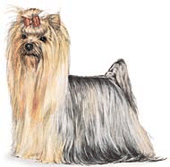 Yorkshire terrier hunde bilder