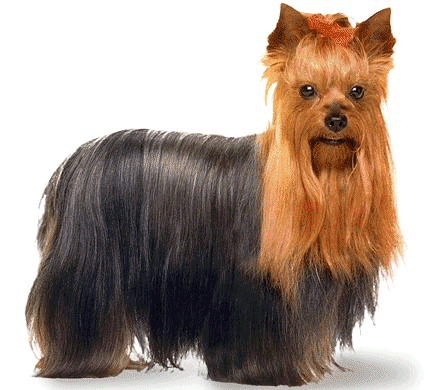 Yorkshire terrier