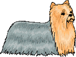 Yorkshire terrier