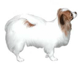 Zwergspaniel