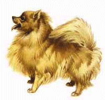 Zwergspaniel