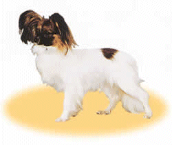 Zwergspaniel