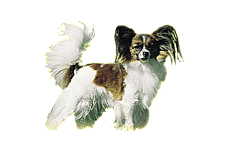 Zwergspaniel