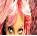 Britney spears icons bilder