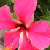 Blumen icons bilder