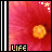 Blumen icons bilder
