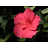 Blumen icons bilder