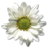 Blumen icons bilder