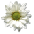 Blumen