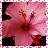 Blumen icons bilder